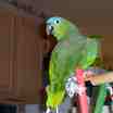 Mealy Parrot